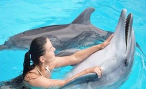 интересное купание с дельфинами