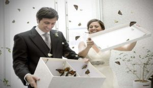 улетный салют из живых бабочек